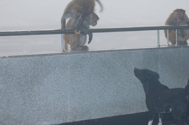 Rhesus macaques Macaca mulatta se bat pour la poubelle avec un chien errant. Gare de Nizamuddin. New Delhi. Delhi. Inde. - Photo, image