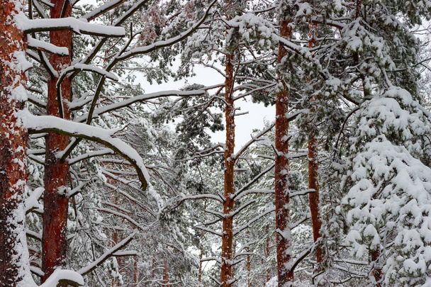 Branches and trunks of the pines covered with newly-fallen fluffy snow in forest, fragment, background - Zdjęcie, obraz