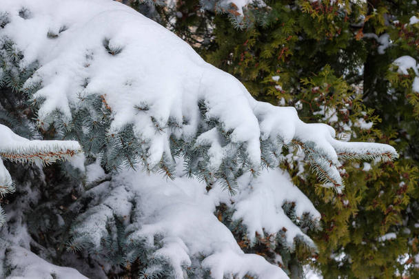 Branches of blue spruce covered with wet snow close-up on a blurred background of other trees, fragment in selective focus - Photo, Image