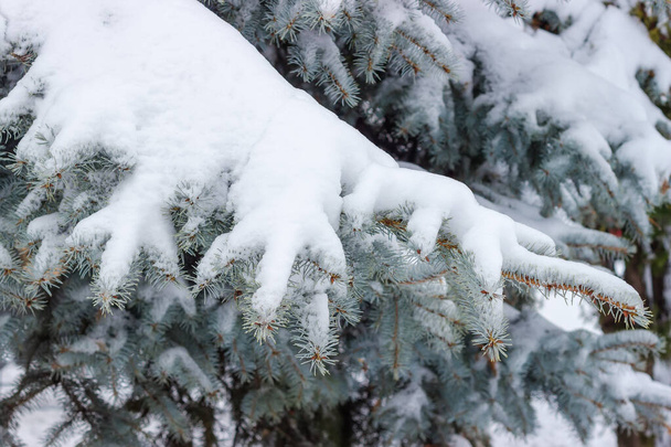 Zweige von Blaufichten mit nassem Schnee bedeckt auf einem verschwommenen Hintergrund desselben Baumes während des Tauwetters, Fragment im selektiven Fokus - Foto, Bild