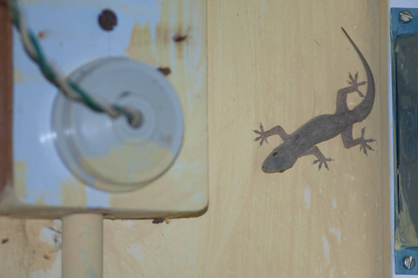 House gecko Hemidactylus sp. inside a house. Tala. Madhya Pradesh. India. - Photo, Image