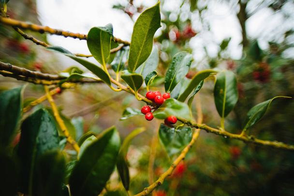 Red berries on a green branch on a foggy day. High quality photo - Photo, Image