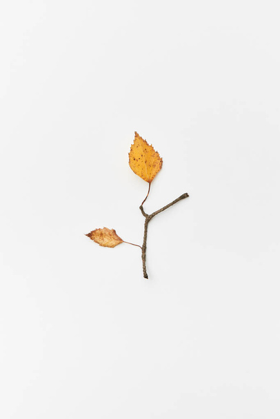 Autumnal composition with twigs and yellow leaves in shape of branch isolated on white, flatlay - Foto, imagen
