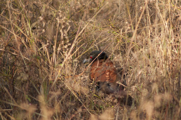 Větší coucal Centropus sinensis ve vysoké trávě. Národní park Bandhavgarh. Madhya Pradesh. Indie. - Fotografie, Obrázek