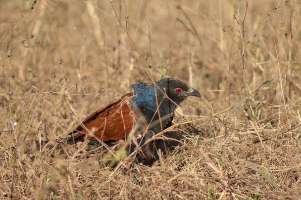 Centropus sinensis coucal maior na grama alta. Parque Nacional Bandhavgarh. Madhya Pradesh. Índia. - Foto, Imagem