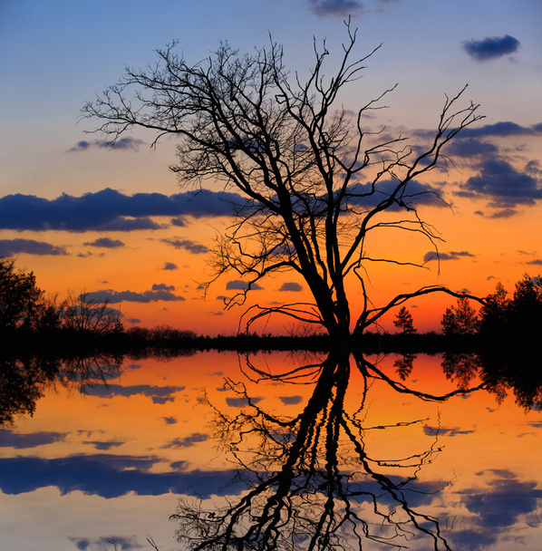 leafless tree on sunset background - Photo, Image