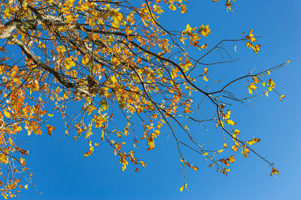 podzimní barva listí pod modrou oblohou s jasnou atmosférou teplého podzimu poledne - Fotografie, Obrázek