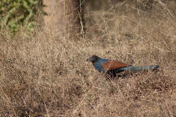Uzun otların arasında daha büyük bir sentropus sinensis. Bandhavgarh Ulusal Parkı. Madhya Pradesh. Hindistan. - Fotoğraf, Görsel