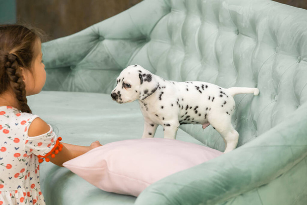 Little dalmatian puppy looks at a little girl standing on a green sofa. - Zdjęcie, obraz