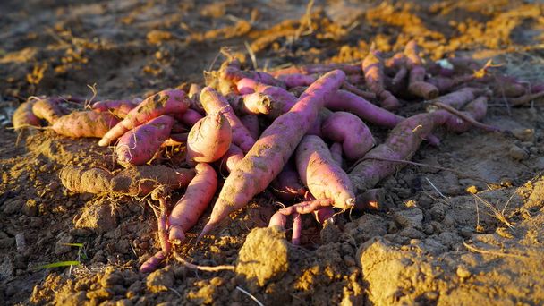 Stos czerwonego purpurowego słodkiego ziemniaka lub owoców Ipomoea batatas wyizolowanych na ziemi w godzinach porannych. dicotyledonous roślin, które należą do rodziny bindweed lub chwały rano, Convolvulaceae. - Zdjęcie, obraz