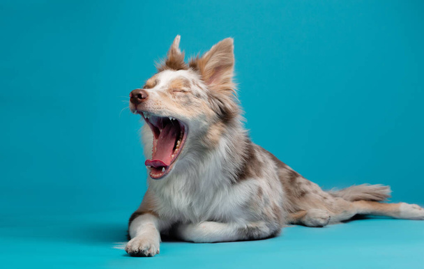 border collie funny portrait. dog in studio on blue background - Foto, afbeelding