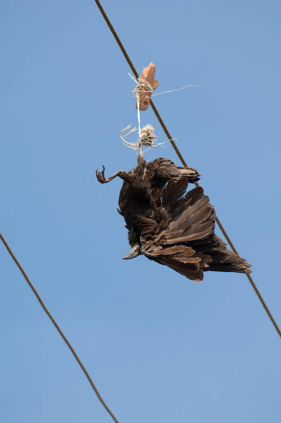 Μεγάλο κοράκι Corvus macrorhynchos σκοτώθηκε και κρεμάστηκε από ένα καλώδιο ηλεκτρικού ρεύματος. Σασάν. Καταφύγιο Γκιρ. Γκουτζαράτ. Ινδία. - Φωτογραφία, εικόνα