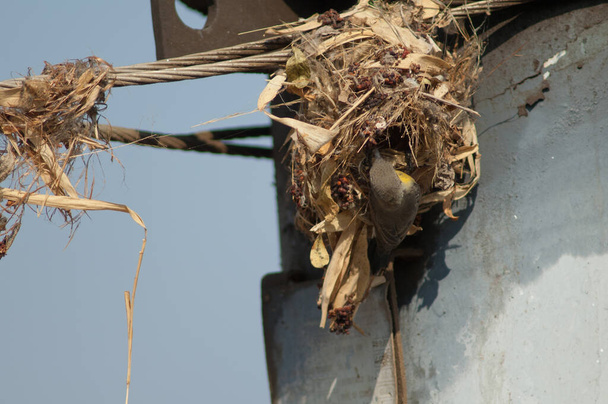 Самка фиолетовая солнечная птица Cinnyris asiaticus строит гнездо на электрическом кабеле. Сасан. Убежище Гир. Гуджарат. Индия. - Фото, изображение