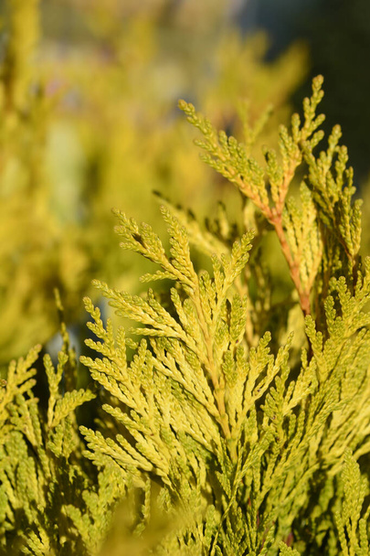 Western Red Cedar 4Ever Goldy - Latin name - Thuja plicata 4Ever Goldy - Photo, Image