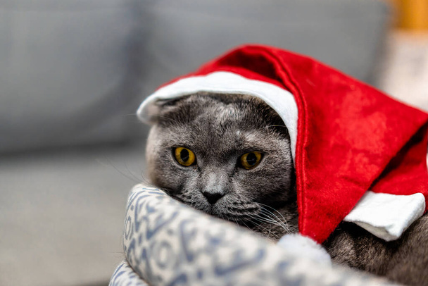 Сірий кіт Шотландський у Різдвяному капелюсі - Фото, зображення