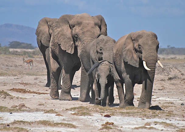 elefantes em Kenya
 - Foto, Imagem