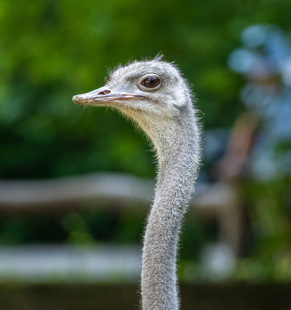 The common ostrich, Struthio camelus, or simply ostrich, is a species of large flightless bird native to Africa. It is one of two extant species of ostriches - Photo, image