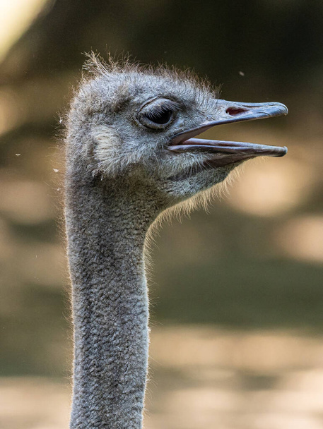 Yhteinen strutsi, Struthio camelus, tai yksinkertaisesti strutsi, on laji suuri lentokyvytön lintu kotoisin Afrikasta. Se on toinen kahdesta jäljellä olevasta strutsilajista. - Valokuva, kuva