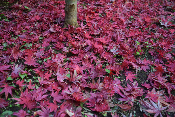 Покриття листя японського кленового листя з класичним осіннім кольором падає на землю.. - Фото, зображення