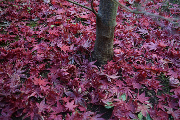 Gros plan de feuilles d'érable japonaises aux couleurs automnales classiques tombant au sol. - Photo, image