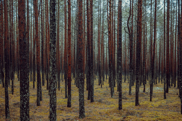 秋の森の中の背の高い木の美しいショット - 写真・画像