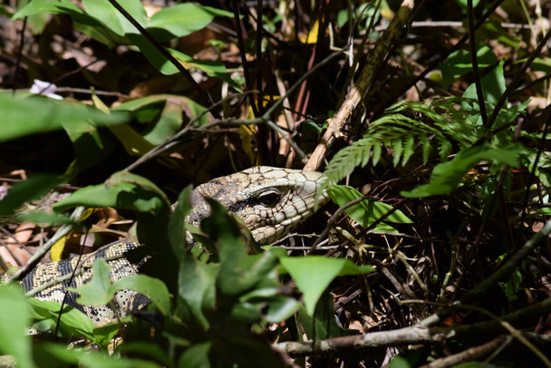 A closeup shot of a reptile in the greenery in the jungle - Φωτογραφία, εικόνα