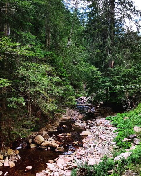 Μια κάθετη βολή ενός ποταμού στο δάσος - Φωτογραφία, εικόνα