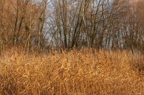 A horizontal shot of autumn dead grass - Valokuva, kuva