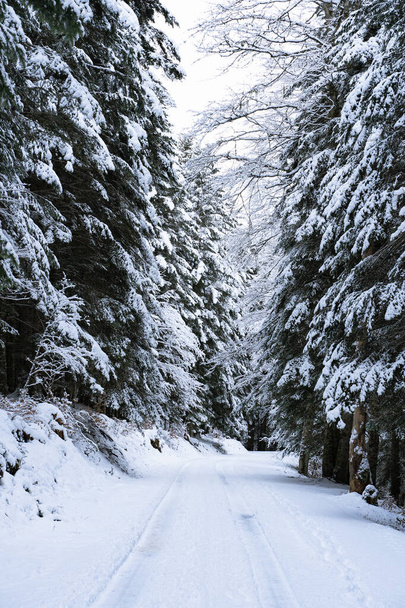 A beautiful shot of a snowy road in a winter forest - Fotografie, Obrázek
