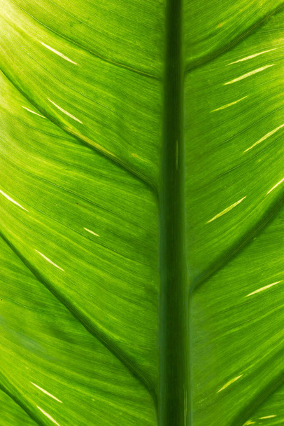 A vertical shot of a green leaf texture - Photo, Image