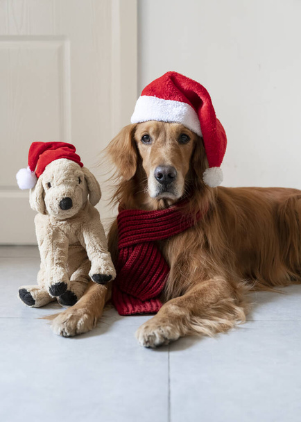 Golden Retriever and puppy toy wearing Christmas hats - Photo, Image