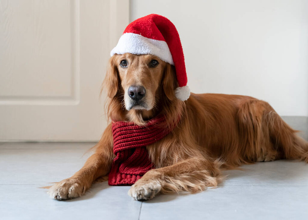 Golden Retriever lying on the floor wearing Christmas hat and scarf - Foto, imagen