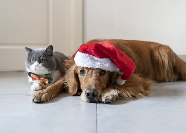 Golden Retriever and British Shorthair wearing Christmas costumes - Foto, afbeelding