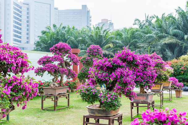 Purple bonsai tree of Bougainvillea spectabilis flower exhibition in Shenzhen, China.  also  as great bougainvillea, a species of flowering plant. It is native to Brazil, Bolivia, Peru, and Argentina. - Photo, Image
