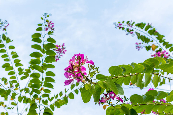 Pembe Bauhinia çiçekleri, genellikle Hong Kong Orkide Ağacı olarak bilinir.. - Fotoğraf, Görsel