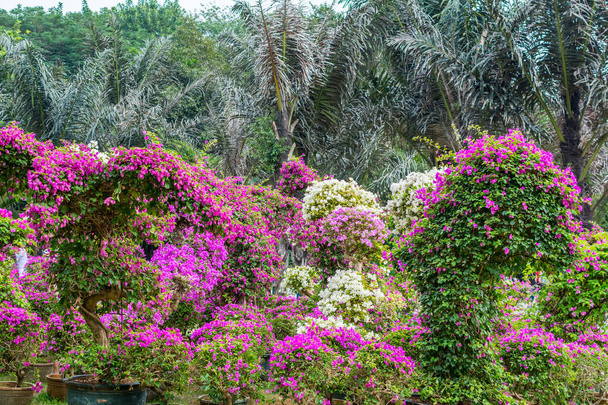 Purple bonsai tree of Bougainvillea spectabilis flower exhibition in Shenzhen, China.  also  as great bougainvillea, a species of flowering plant. It is native to Brazil, Bolivia, Peru, and Argentina. - Photo, Image
