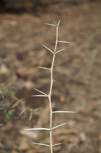 Κλάδος του Sicklebush Dichrostachys cinerea. Εθνικό Πάρκο Γκιρ. Γκουτζαράτ. Ινδία. - Φωτογραφία, εικόνα