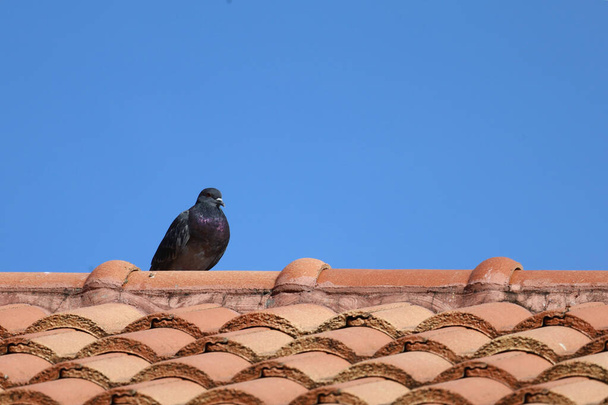 The city Pigeon bird on orange roof house  - Fotoğraf, Görsel