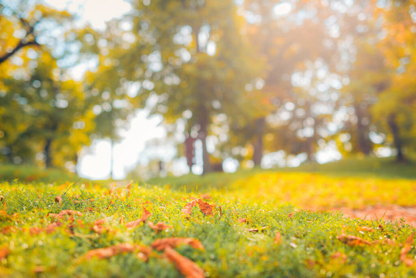 Vue rapprochée des feuilles d'automne sur l'herbe. Feuilles d'automne tombées sur l'herbe dans la lumière du matin ensoleillée, paisible et relaxant gros plan et paysage de champ brouillé dans le parc ou le jardin - Photo, image
