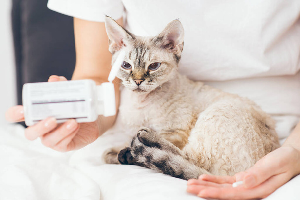 Detailní fotografie žen ruce dávat bezpečně perorální léky - kapsle pilulka pro kočku se zvláštními potřebami. - Fotografie, Obrázek