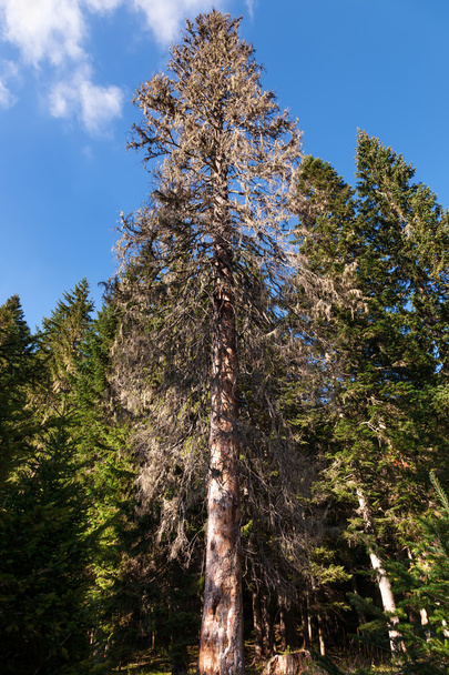 Dried fir tree in the forest - Photo, Image