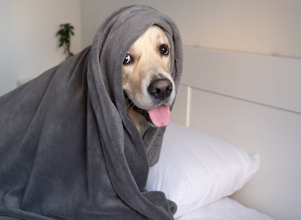 De hond zit onder een grijze deken op het bed. Golden retriever in een gezellige slaapkamer kijkend naar de camera. - Foto, afbeelding