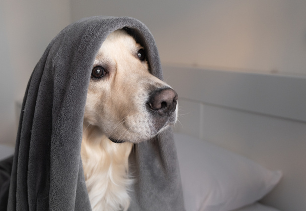 El perro se sienta en la cama bajo una manta gris. Golden Retriever en un acogedor dormitorio mira a un lado. - Foto, Imagen