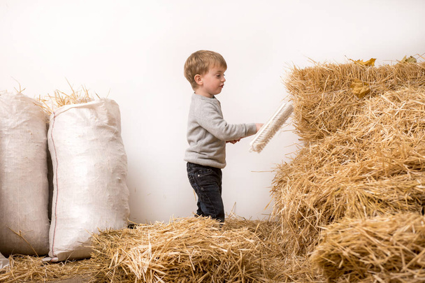 Pieni nelivuotias poika lakaisemassa heinää luudalla maatilalla. lapsi auttaa vanhempia kotitöissä. pussit heinää taustalla. - Valokuva, kuva