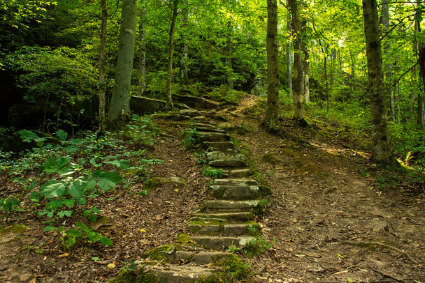 Escalier isolé sur les sentiers de randonnée. Forêt nationale de Shawnee, Illinois. - Photo, image