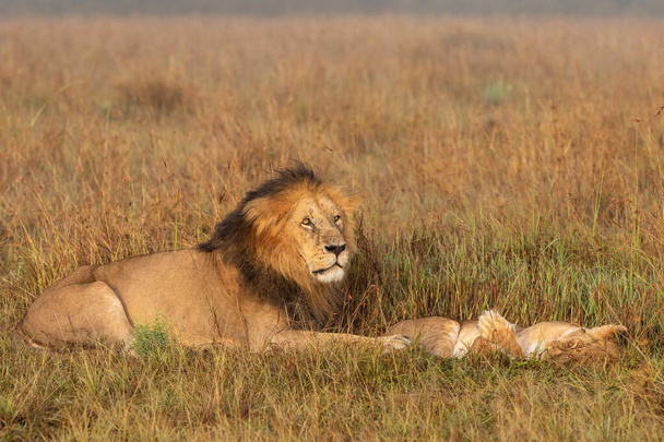 Лев-самец ждет, чтобы продолжить спаривание со львицей в Национальном заповеднике Масаи Мара в Кении - Фото, изображение