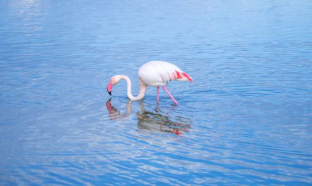 розовый фламинго ищет пищу в пруду Molentargius в Кальяри, южная Сардиния - Фото, изображение