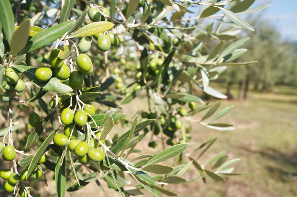 Chianti kırsalında zeytin ağaçları, Toskana, İtalya - Fotoğraf, Görsel