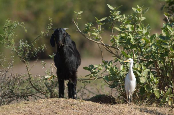 Κατοικίδια κατσίκα Capra aegagrus hircus τρώει και βοοειδή egret Bubulcus ibis. Ποταμός Χιράν. Σασάν. Καταφύγιο Γκιρ. Γκουτζαράτ. Ινδία. - Φωτογραφία, εικόνα