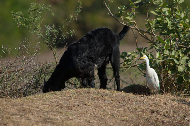 Внутренняя коза Capra aegagrus hircus feeding и цапля крупного рогатого скота Bubulcus ibis. Река Хиран. Сасан Гир. Гуджарат. Индия. - Фото, изображение